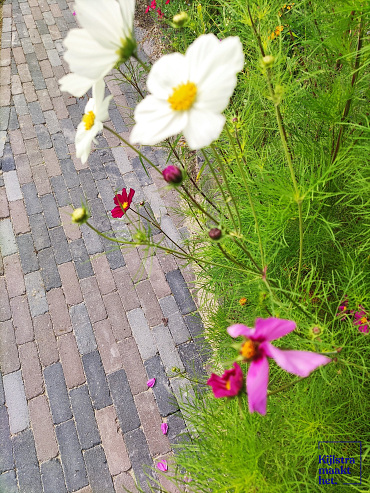 Stonique trommel dikformaat 6 cm siepatico