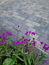 Patio brick 6 cm ocean komo